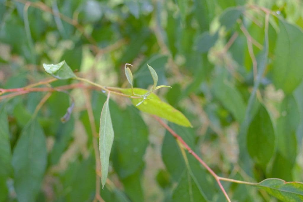 Close up of gum leaves