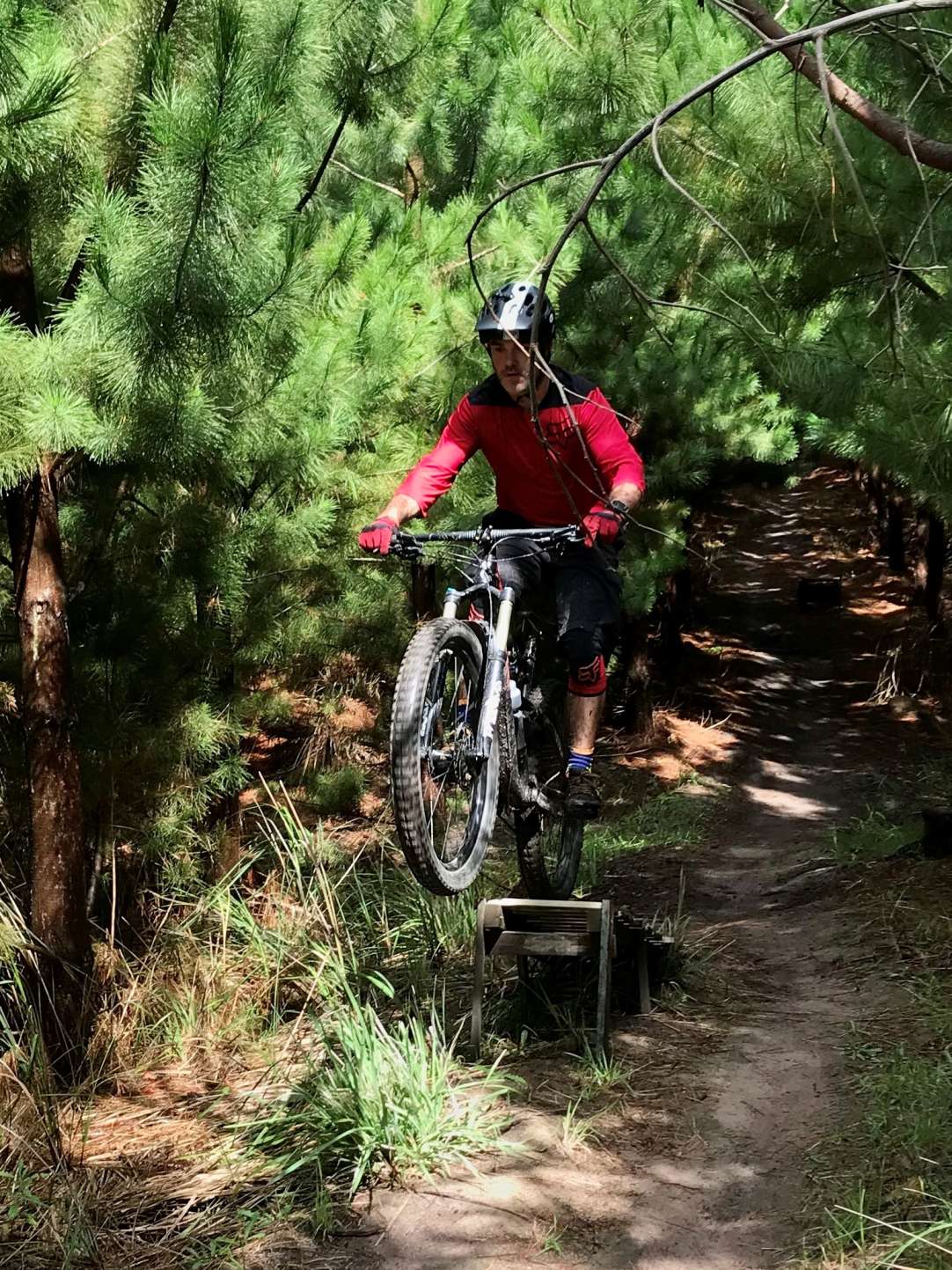 Mountain biker riding through pine plantation