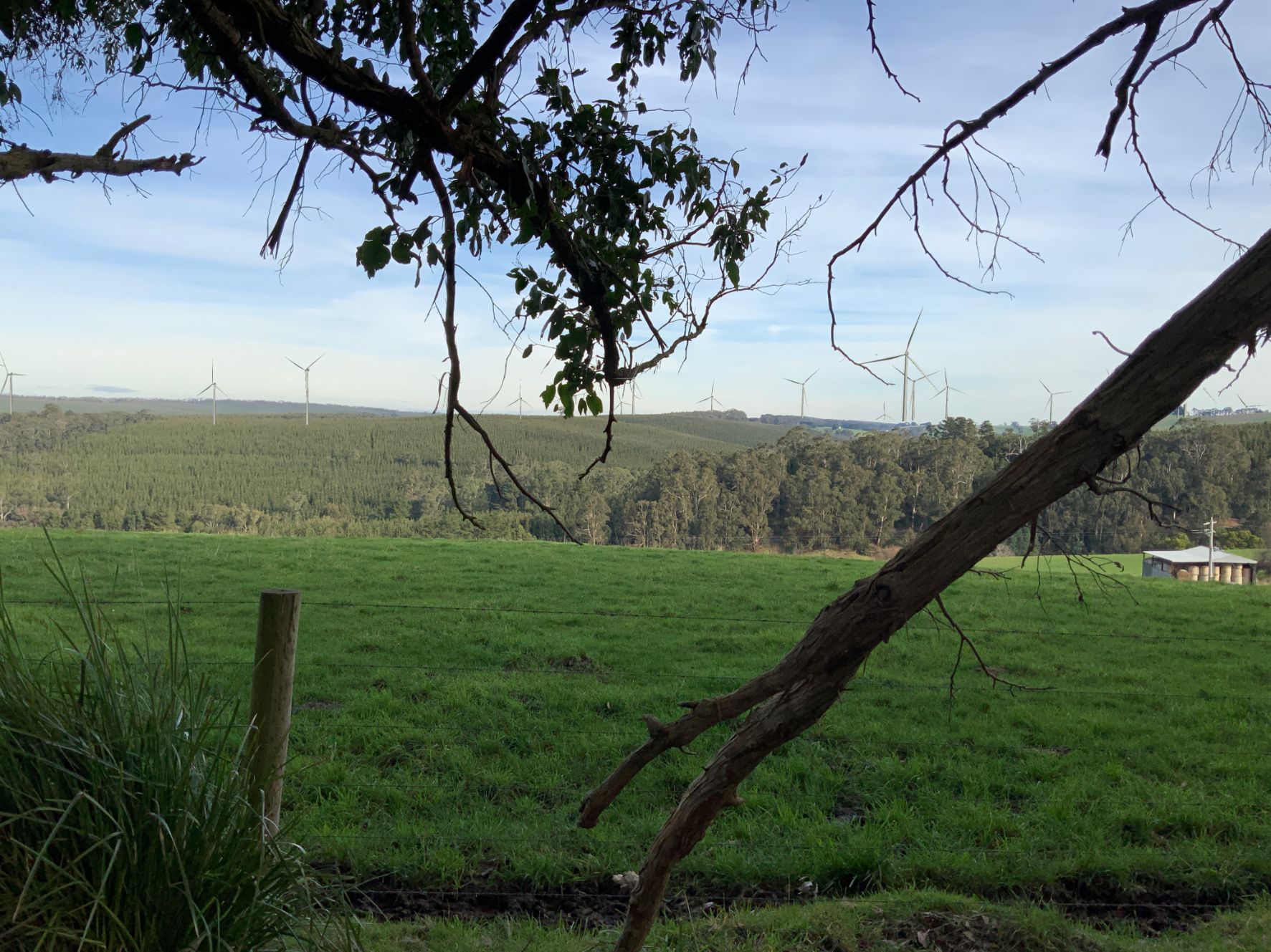 View of wind turbines across paddock and pine plantation