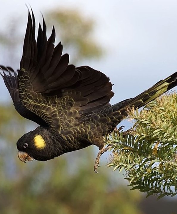 Yellow tailed black cockatoo taking flight