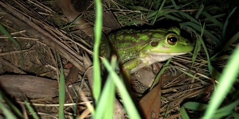 Close up of green frog in grass