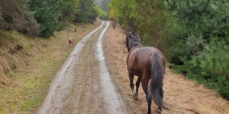 Horses walking along road in pine plantation