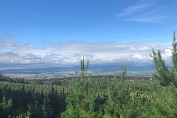 View across pine plantation to the Latrobe Valley