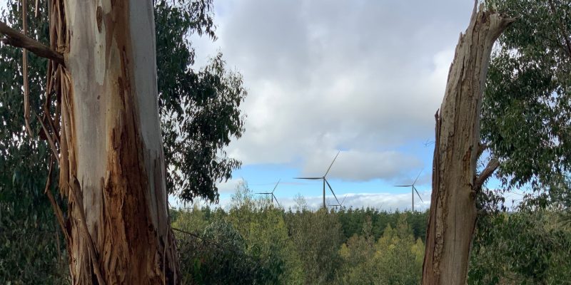 View of wind turbine between two gum trees and foliage