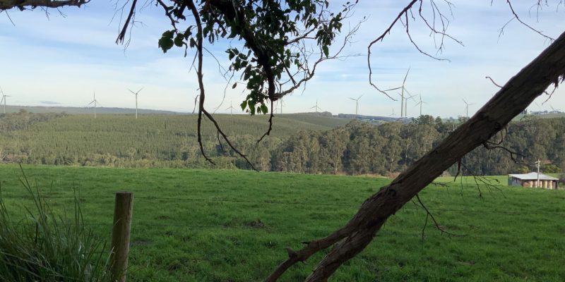 View of wind turbines across paddock and pine plantation