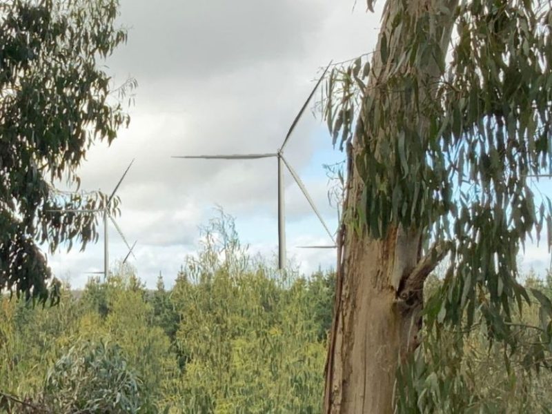 Wide view of wind turbine between two gum trees and foliage