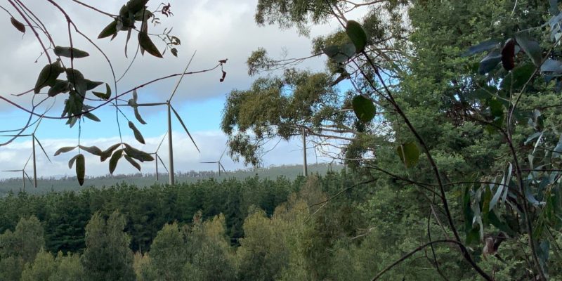 Wide view of wind turbines through native foliage